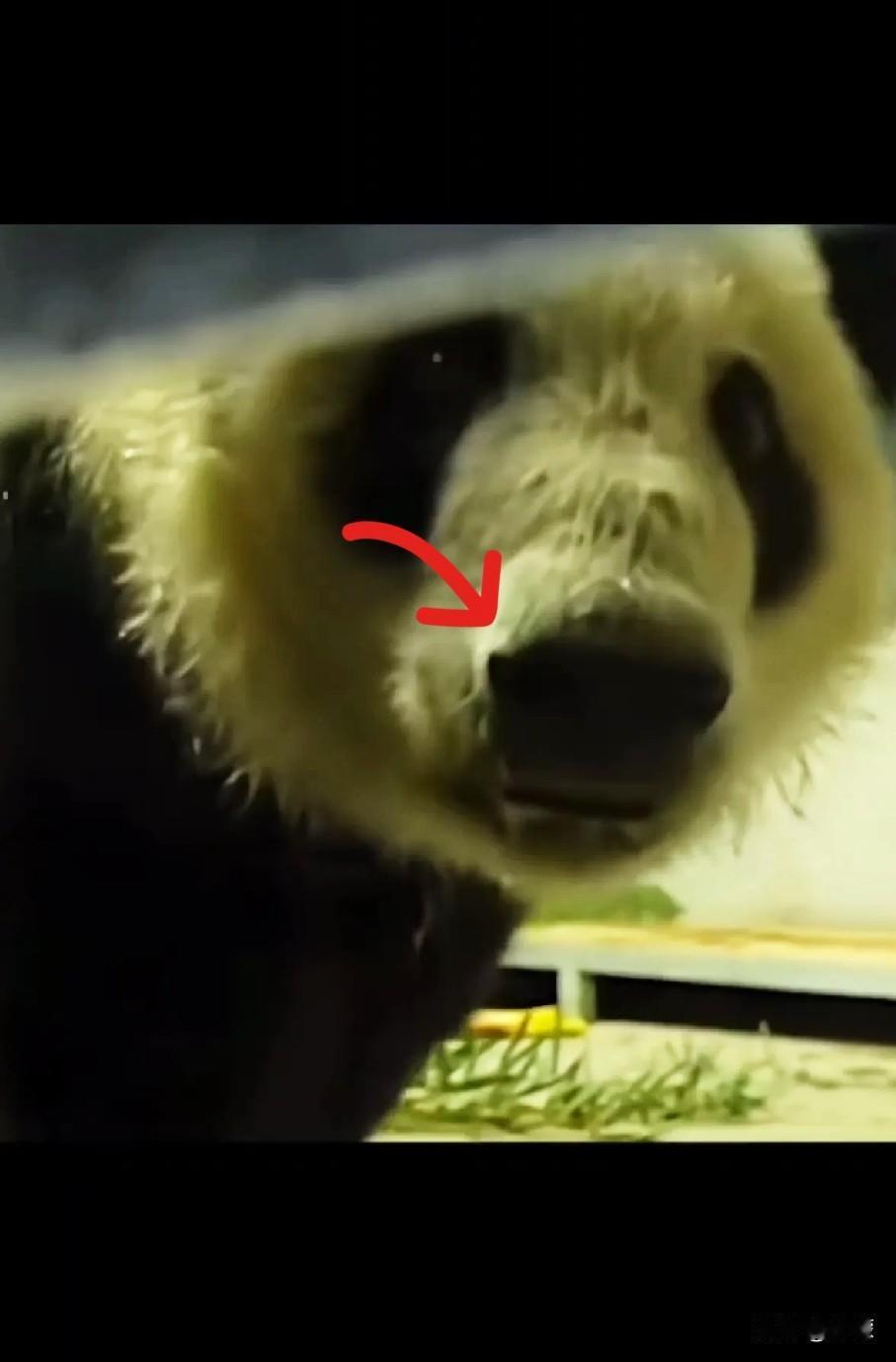 旅日大熊猫已经回国，两只大熊猫在镜头前转来转去，没有一丝留恋，踏上了返回祖国