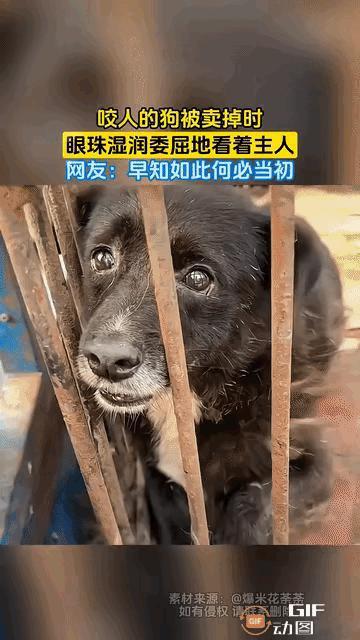 狗伤人后，应不应该卖掉它？