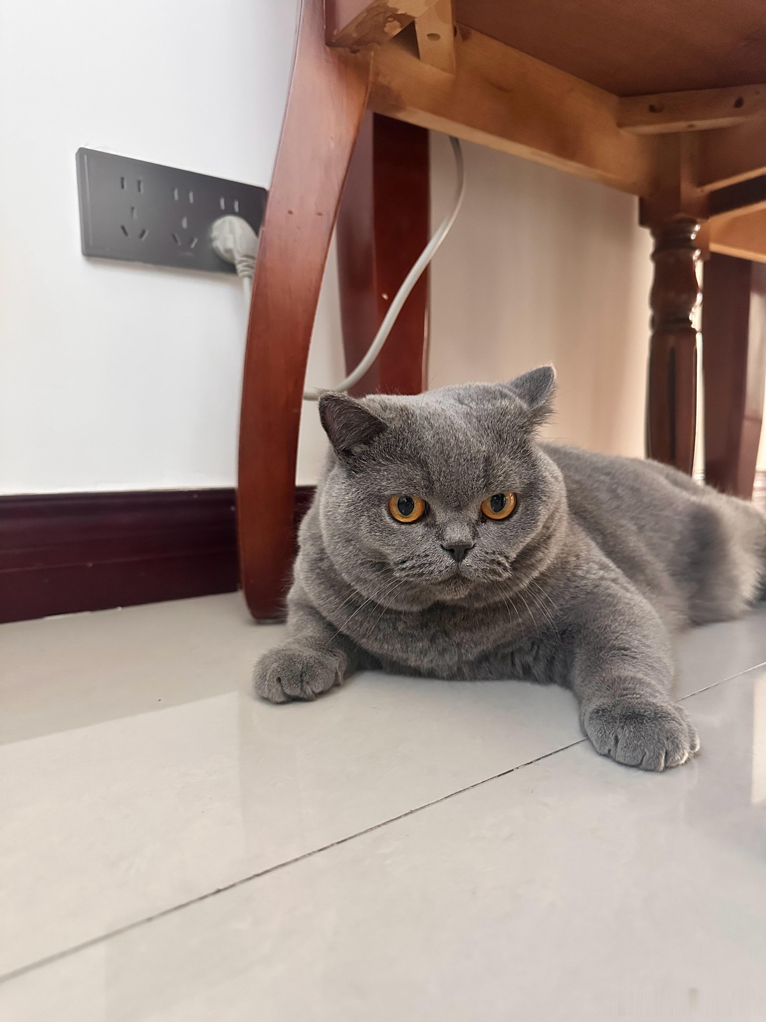 快递员来取快递，门就开了半分钟都不到，一只猫猫跑进我家怎么都喊不走，把每个屋都巡