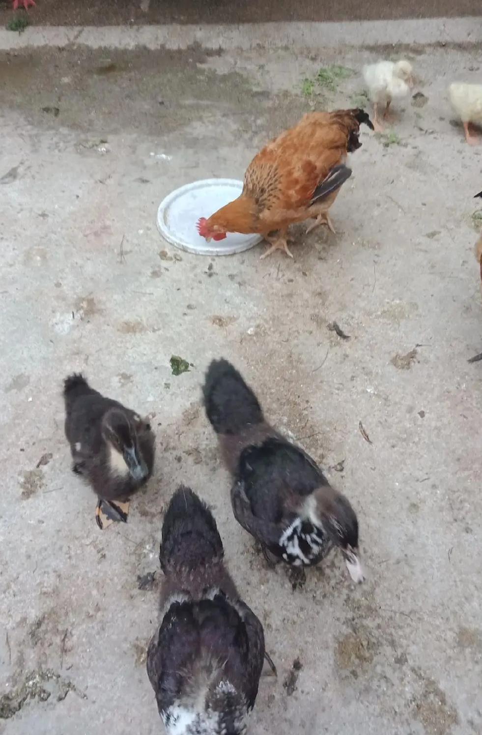 因为邻居家散养的鸡，我老公过年在村里跟人打了一架！今年过年在农村老家，我老公