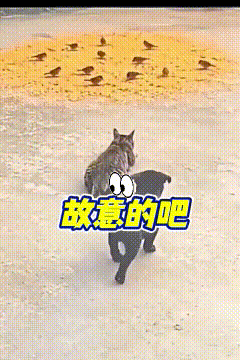 看完这条视频，画面看着十分有趣。前方有一群小鸟正在吃食，猫咪悄悄往前走，打算悄悄