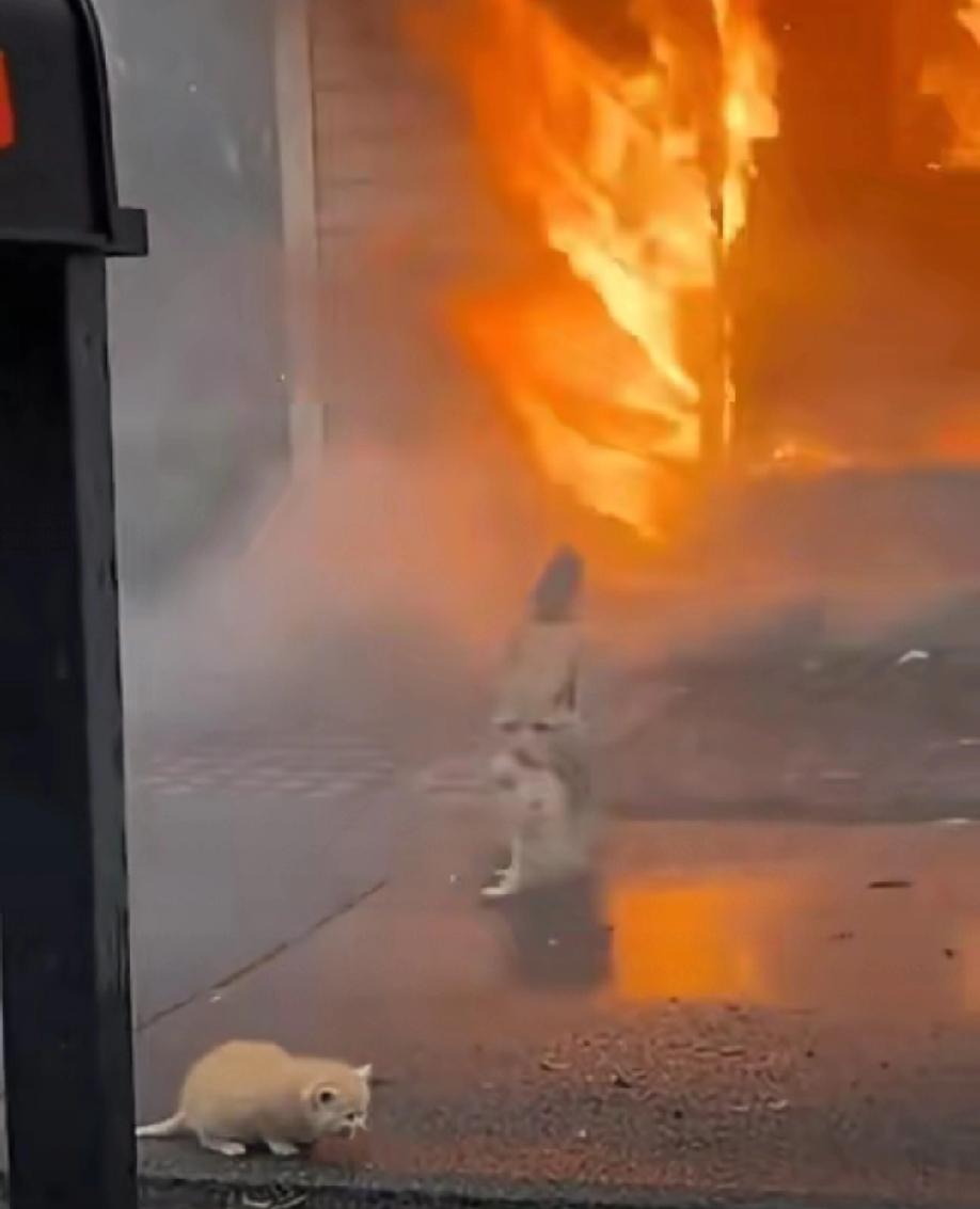 浓烟滚滚里，这只橘猫一遍又一遍冲进火场，用命护着自己的孩子！🔥爪子被烫得通红，