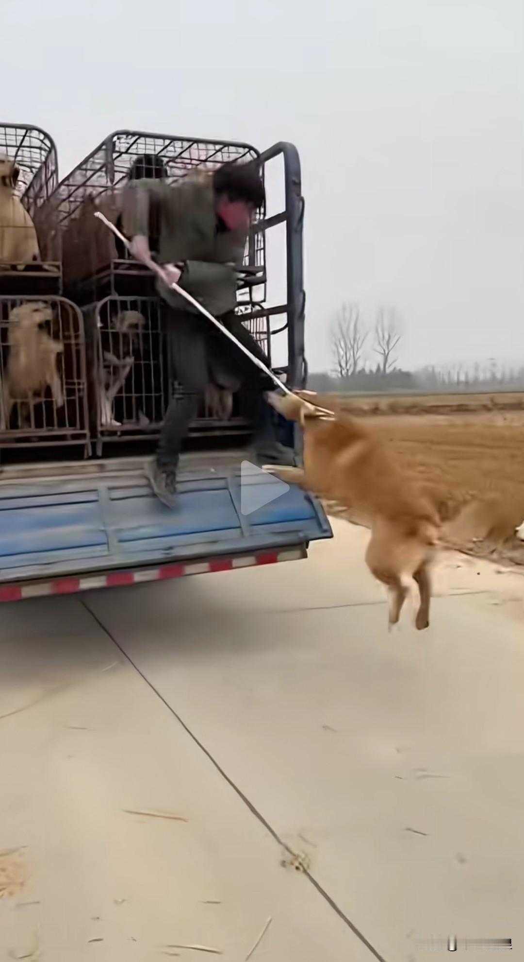 狗贩子载着满满一车狗狗前往屠宰场，途经一段路时，瞧见一只正在路上漫步的狗狗。他当