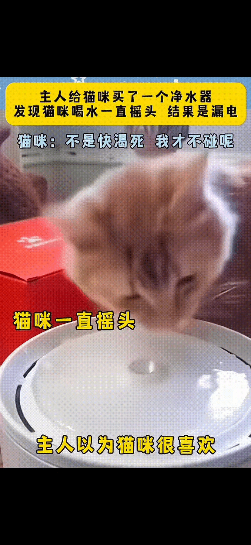 别再傻傻以为猫喝水摇头是“喝嗨了”！这可能是它在求救！朋友给猫买