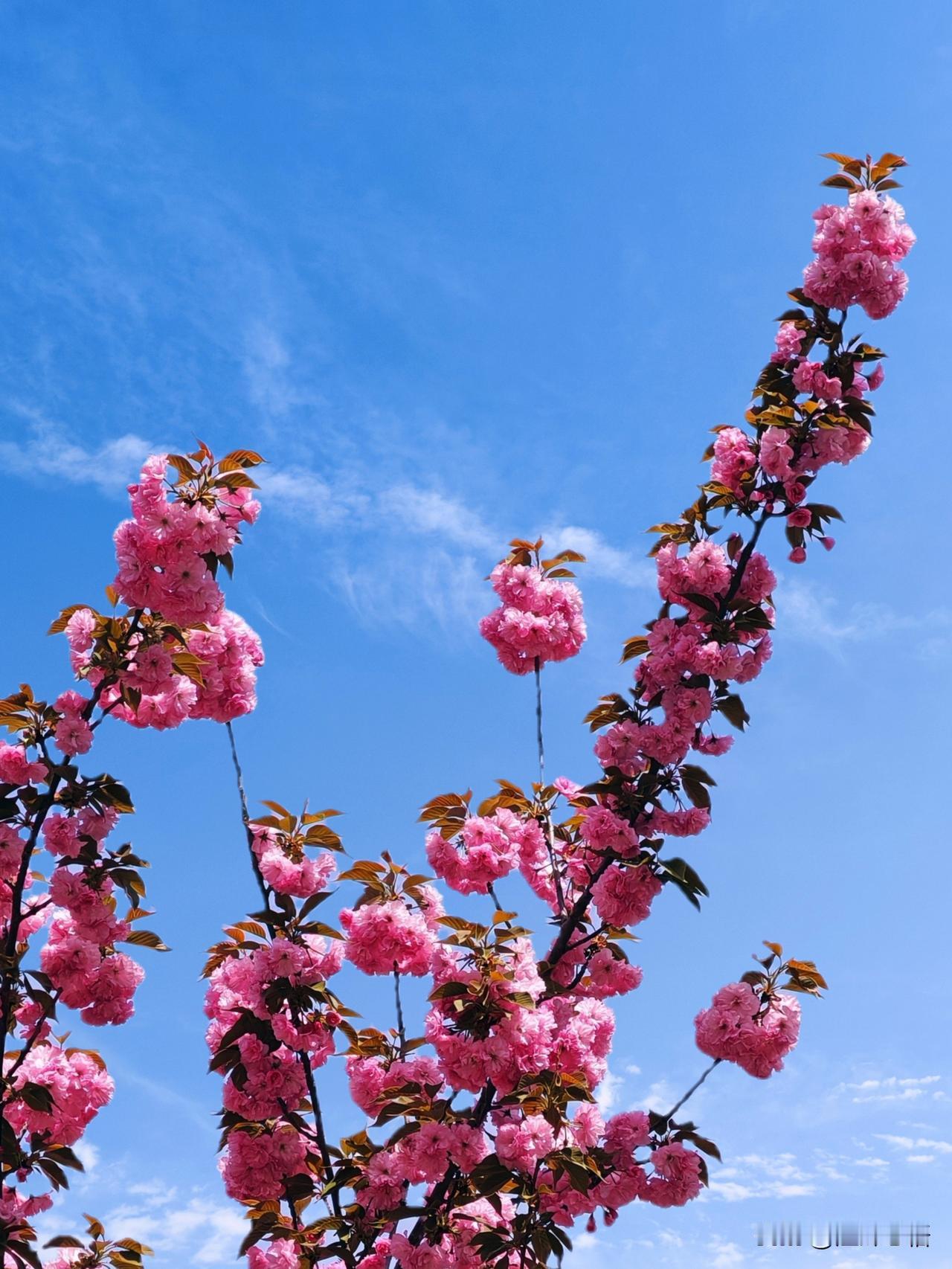 春日花开满枝头，粉黛如云映碧空。