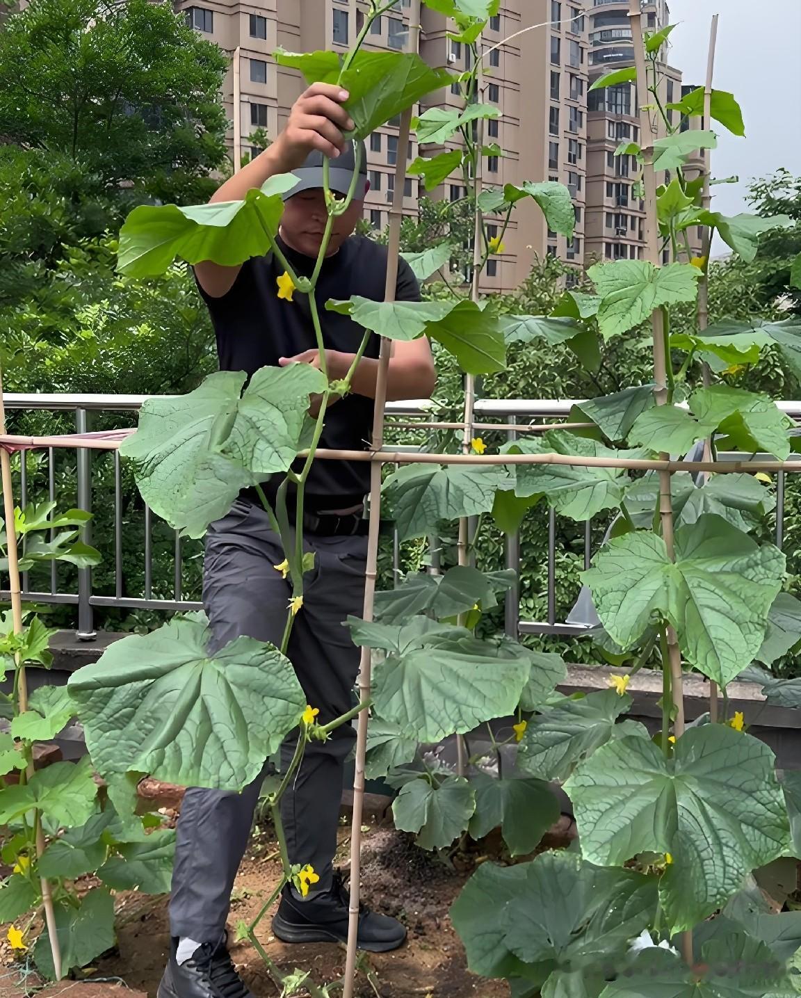 种黄瓜只用两招，一茬接一茬，吃到秋后都吃不完我家的黄瓜已经采收好几茬，下部藤