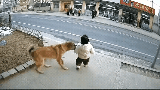 [赞][doge]狗狗确有灵性，是人类的忠实朋友。你可以不喜欢它，但不要无故伤害它。