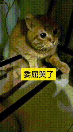 乖乖嘞，恁瞅瞅这只小橘猫，可真是委屈到骨子里了！它缩在架子底下，那眼睛里的眼泪