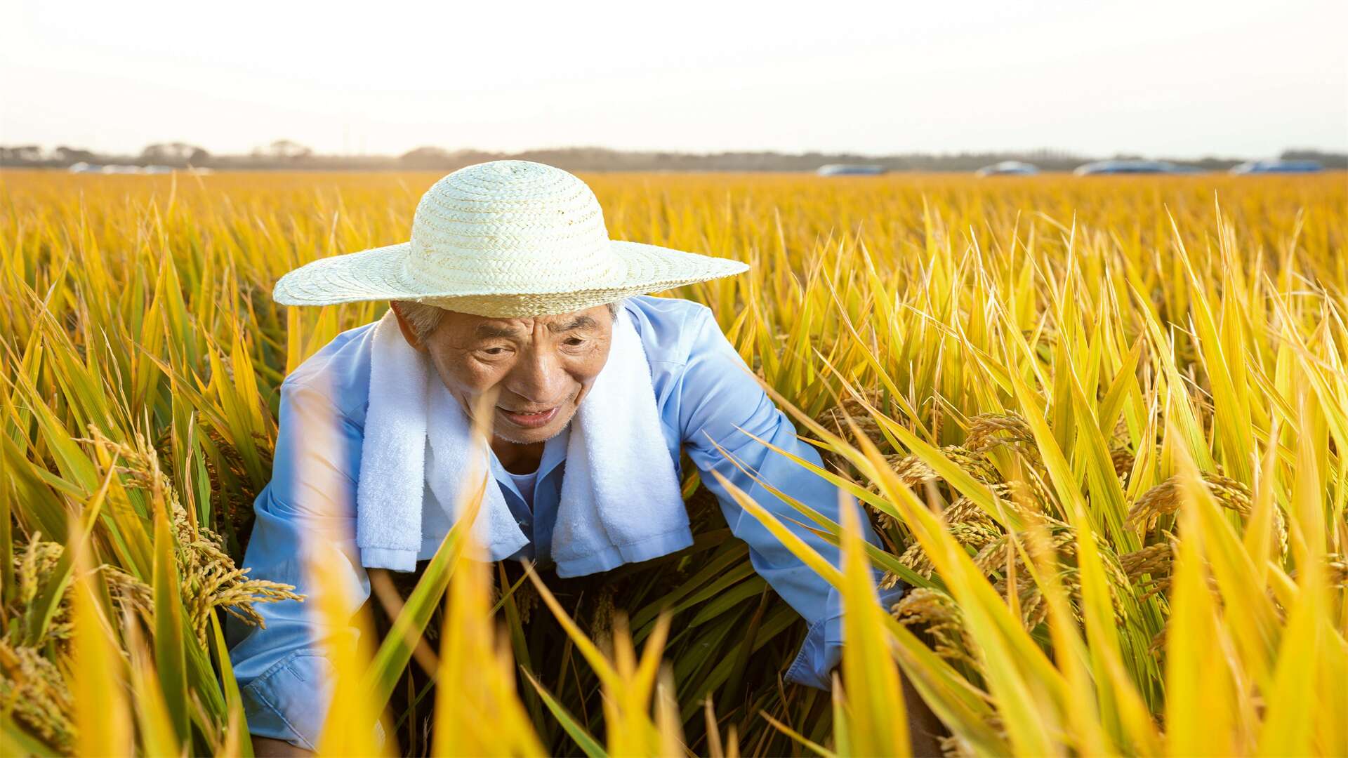 木奶果种植诀, 选地整地要仔细, 病虫害防早留意