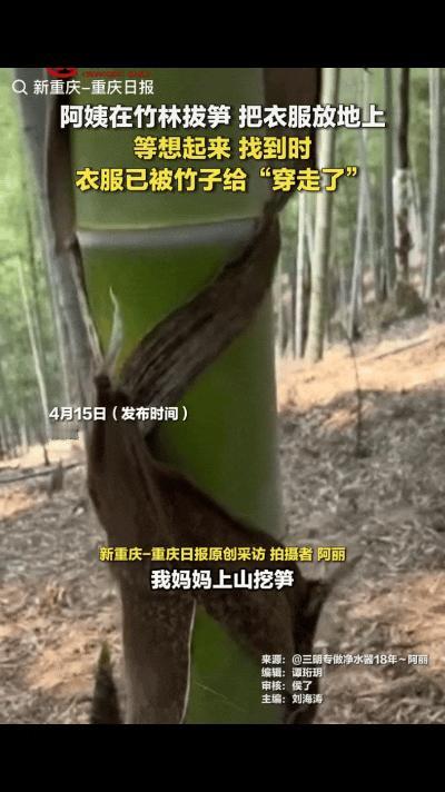 一阿姨在竹林挖笋，挖了一会有点热了就把外套脱了，随手放在了地上，回家时就忘了，没