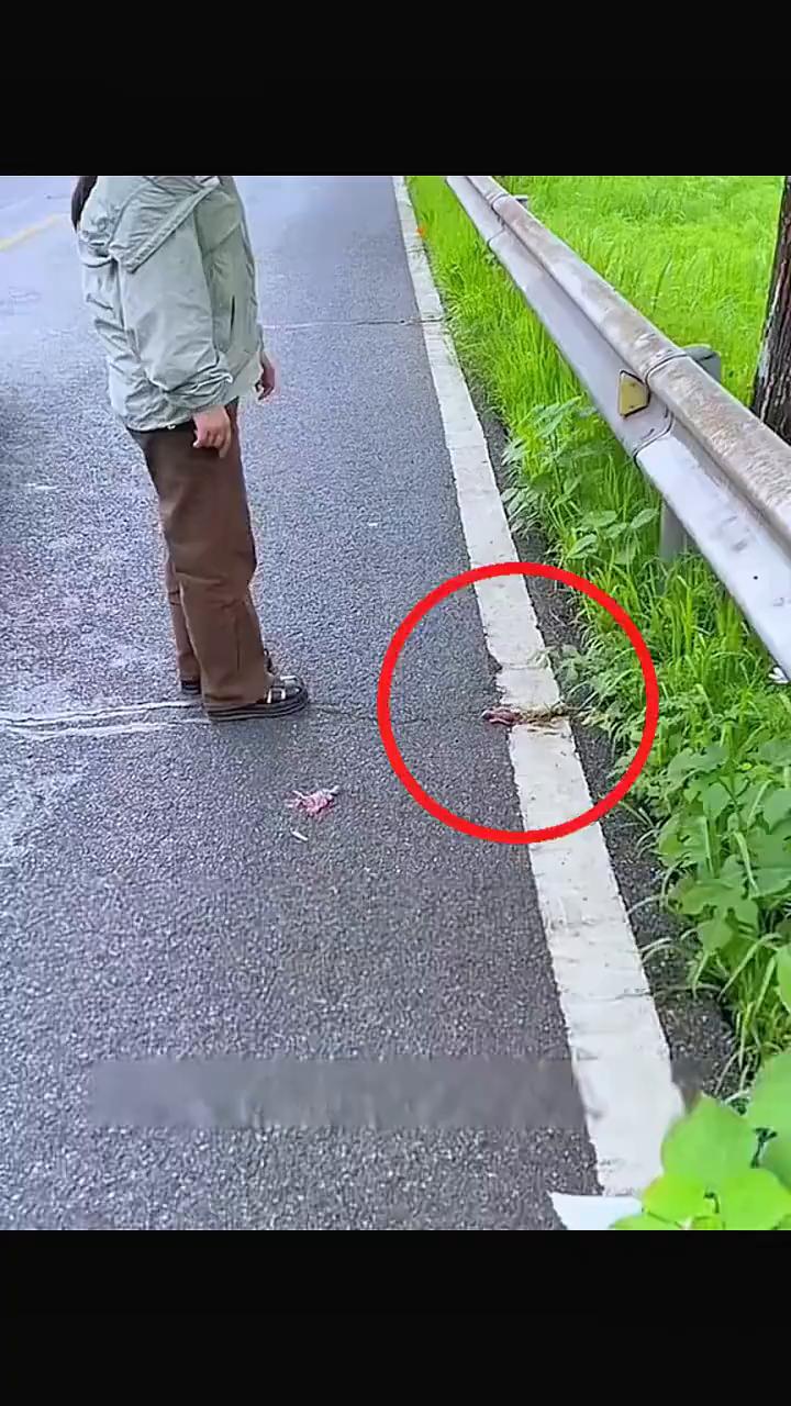 女友在路边发现一只刚出生的幼鸟，起初以为它没有了呼吸，用手触碰时竟然还能动。在好