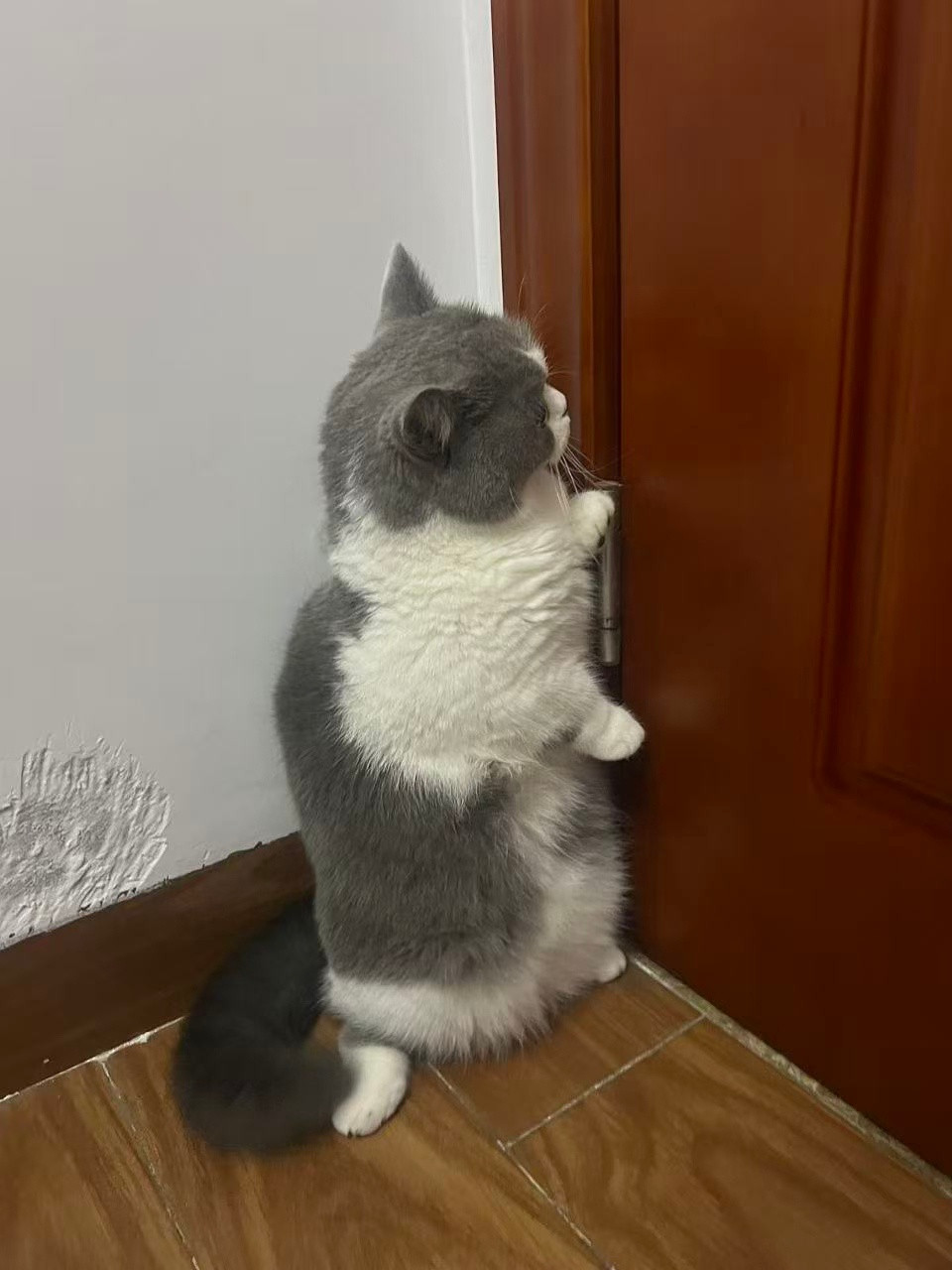 猫咪被迫触发了被动技能一转头就在母鸡蹲，现实看真不胖，怎么上镜这么肥平时也不喵喵