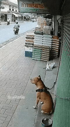 人家狗狗明明拴得好好的，非要主动去逗去惹，结果被咬伤了，真的让人又气