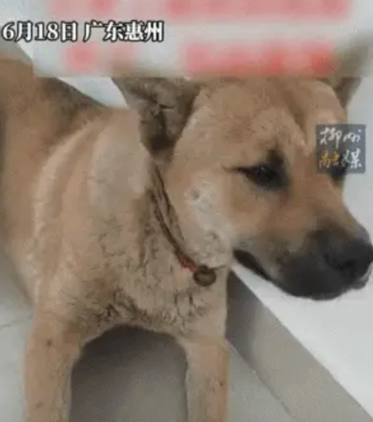 广东，一女子发视频称，她家狗子出门与其它狗子打架打输了，独自躲在角落默默生气，女