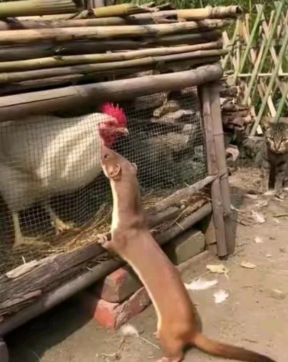 黄鼠狼又来偷鸡了，可惜主人早有防备，给自家的爱鸡安了铁丝笼子。这下黄鼠狼急了，眼