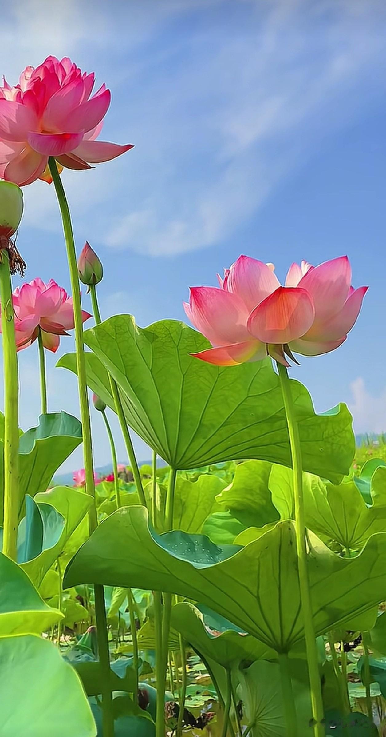 山野藏千亩荷田，夏日最治愈的风景都在这里。青山环绕，碧叶连天，红荷肆意盛开。
