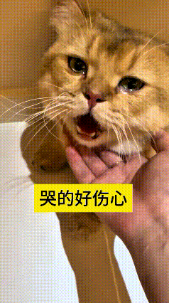 这个视频我看了好几遍，心里看着都有点难受。小猫被带出去之后弄丢，整整在外头流浪两