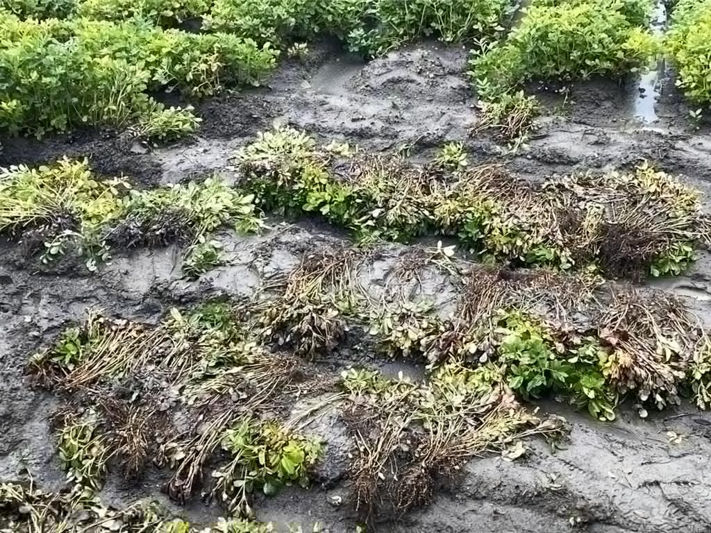 彰化县是全台第二大花生产区，种植面积约3058公顷，产量占全国约五分之一。目前正