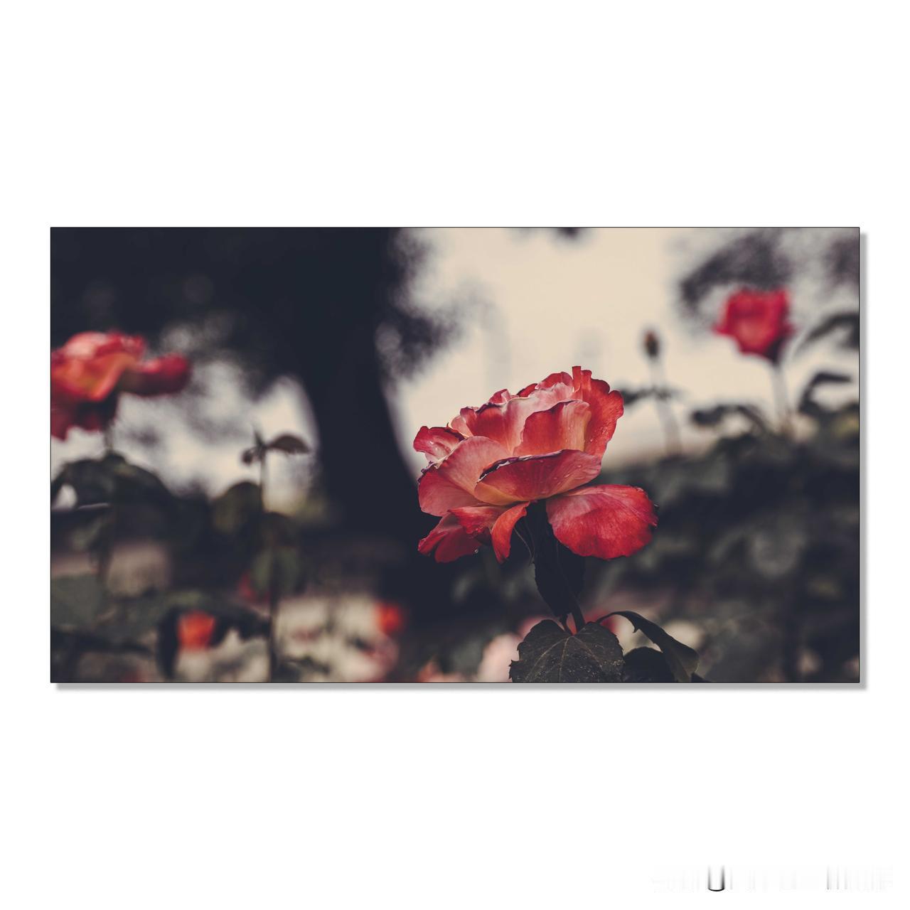 花卉摄影需要注意什么1.光线选择柔和的自然光：清晨或傍晚的散射光最适合拍摄