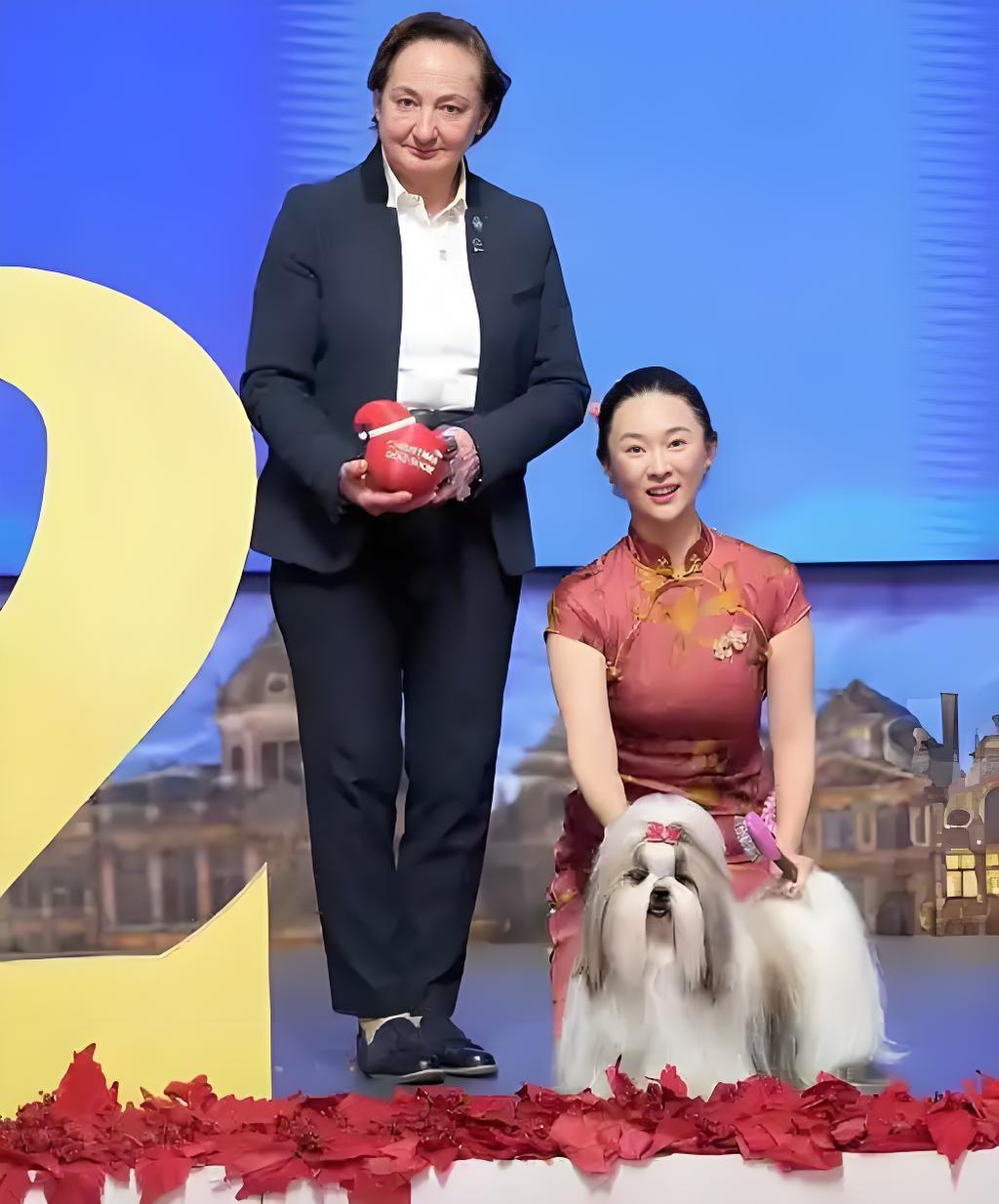 金毛、泰迪、哈士奇你肯定听过，那西施犬呢？是不是没听说过？一只中国原生西施犬