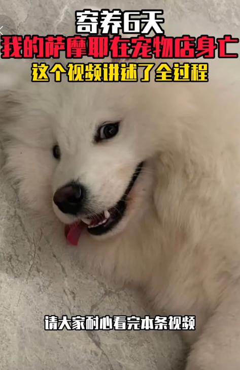一只叫米米的萨摩耶寄养在宠物店却被活活折磨致死！米米的主人因为要出差，就把它寄养