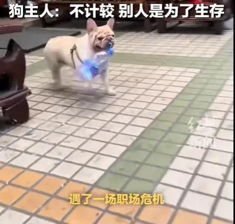 老人跟狗抢垃圾！小狗捡瓶子月收860元，老人当面“偷”走气的狂叫，主人：谅解老人