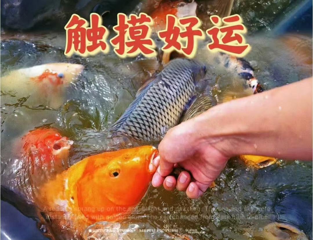 “十二月·摸好运...”​​​​国学文化12月你好美图