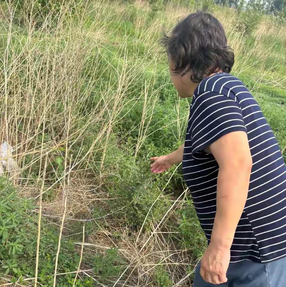 “太离谱了！”内蒙古种植户王晓梅在承包的林地里种了31.7亩小麦，涉嫌非法占用农