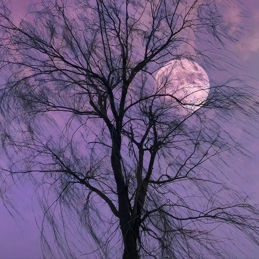 手机壁纸/头像/一起来看烟花吧