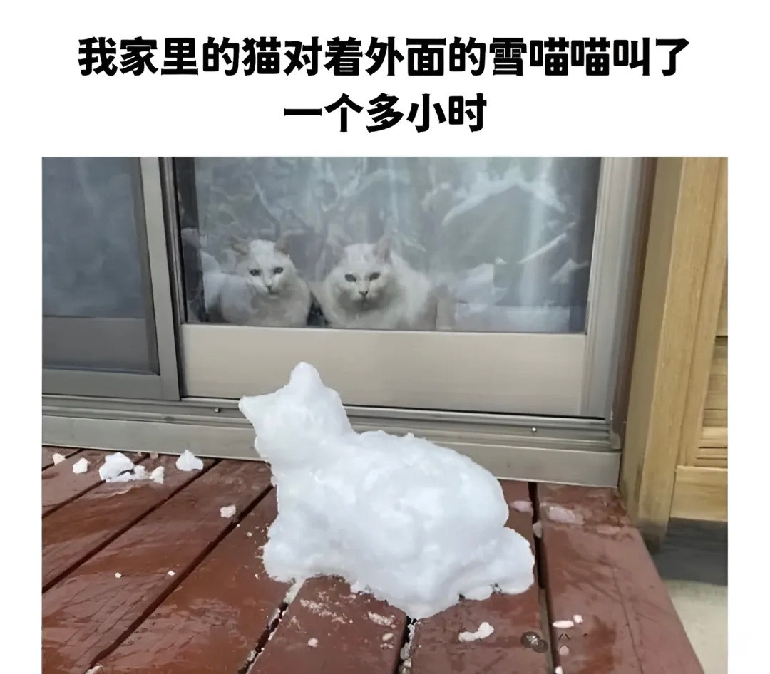 随机猫meme📷猫meme​​​