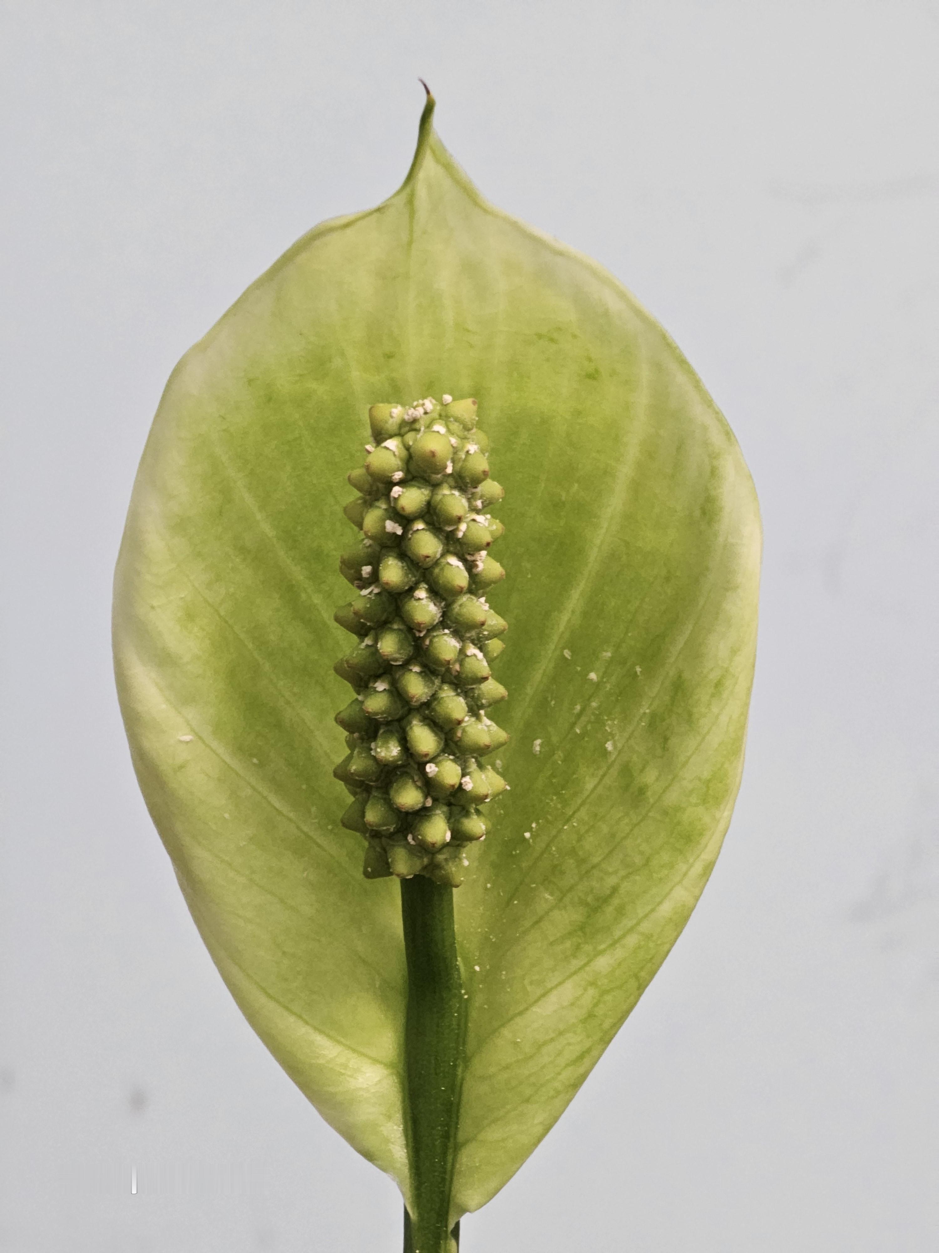 三星S26Ultra默认10倍，三星S26Ultra优化设置10倍，三星S2