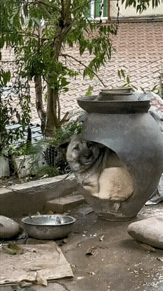 狗子：金窝银窝不如自家的狗窝