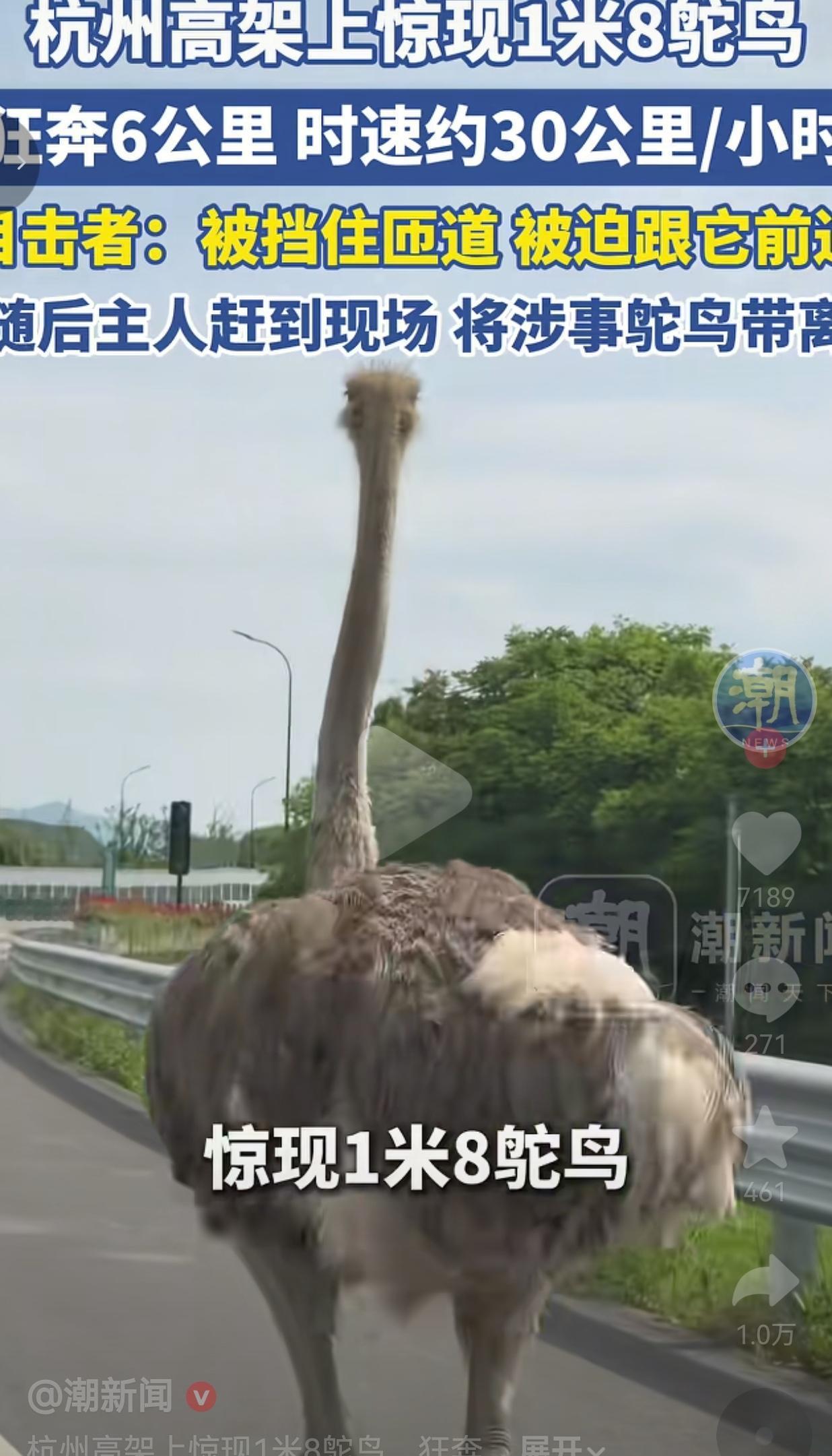 离谱！杭州高架上惊现1米8鸵鸟，跟车狂奔6公里，车主想下匝道都被它挡住了！