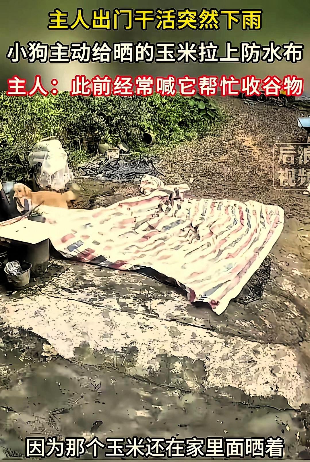万物皆有灵！广东河源，一女子将玉米晾晒在家里，就去地里干农活，结果忙到了一半，天