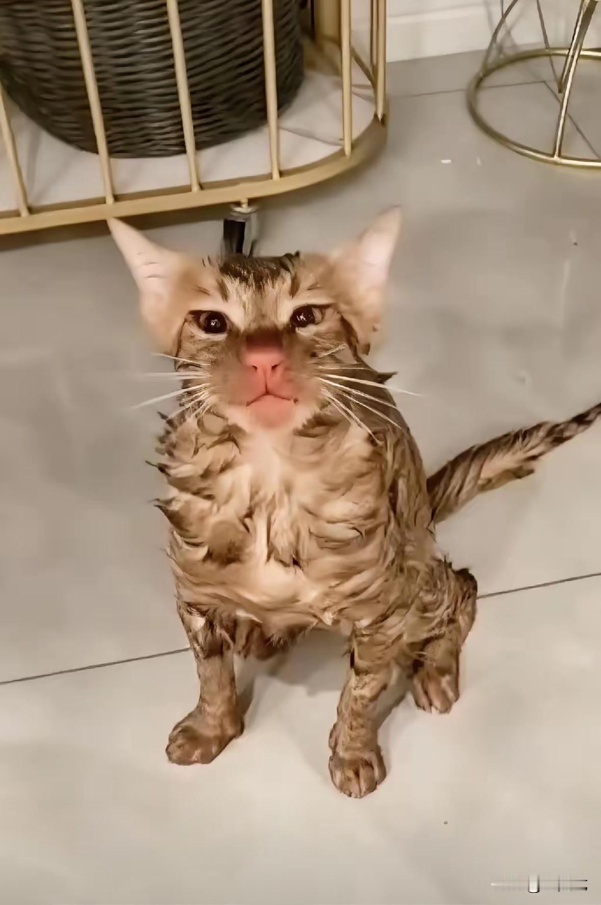 “被洗衣机洗过的小猫[捂脸哭]！”江苏苏州，女子用洗衣机洗衣，听到洗衣机有异响，她