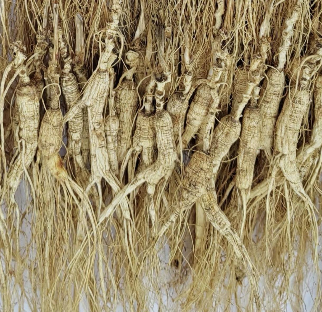 有一个叫岩哥的东北主播说想带东北人参过来广州摆地摊，看看一天能卖多少根？我就说，