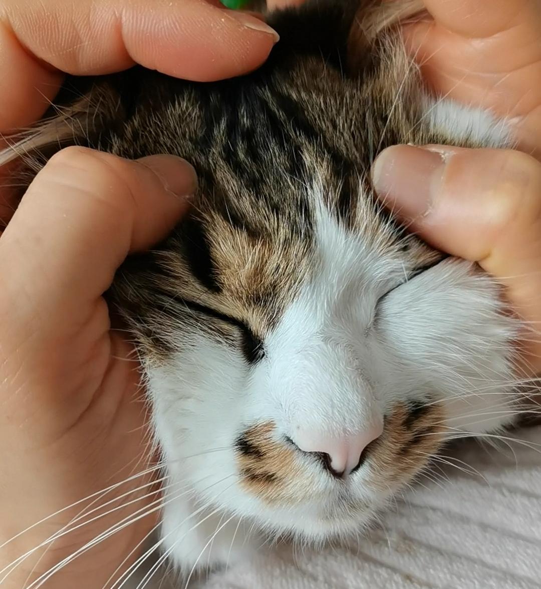 能晒一下你家猫咪慵懒的样子吗我家喜宝最乐意的就是趴在人的怀里酣睡，对你的肆意抚弄