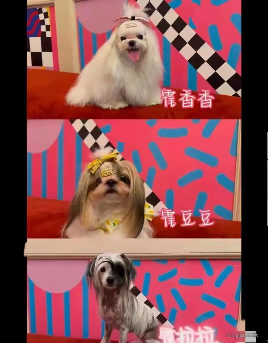 霍思燕的西施犬夺冠，那一身顺滑毛发瞬间成为焦点，让人不禁想起《许我耀眼》里“有钱