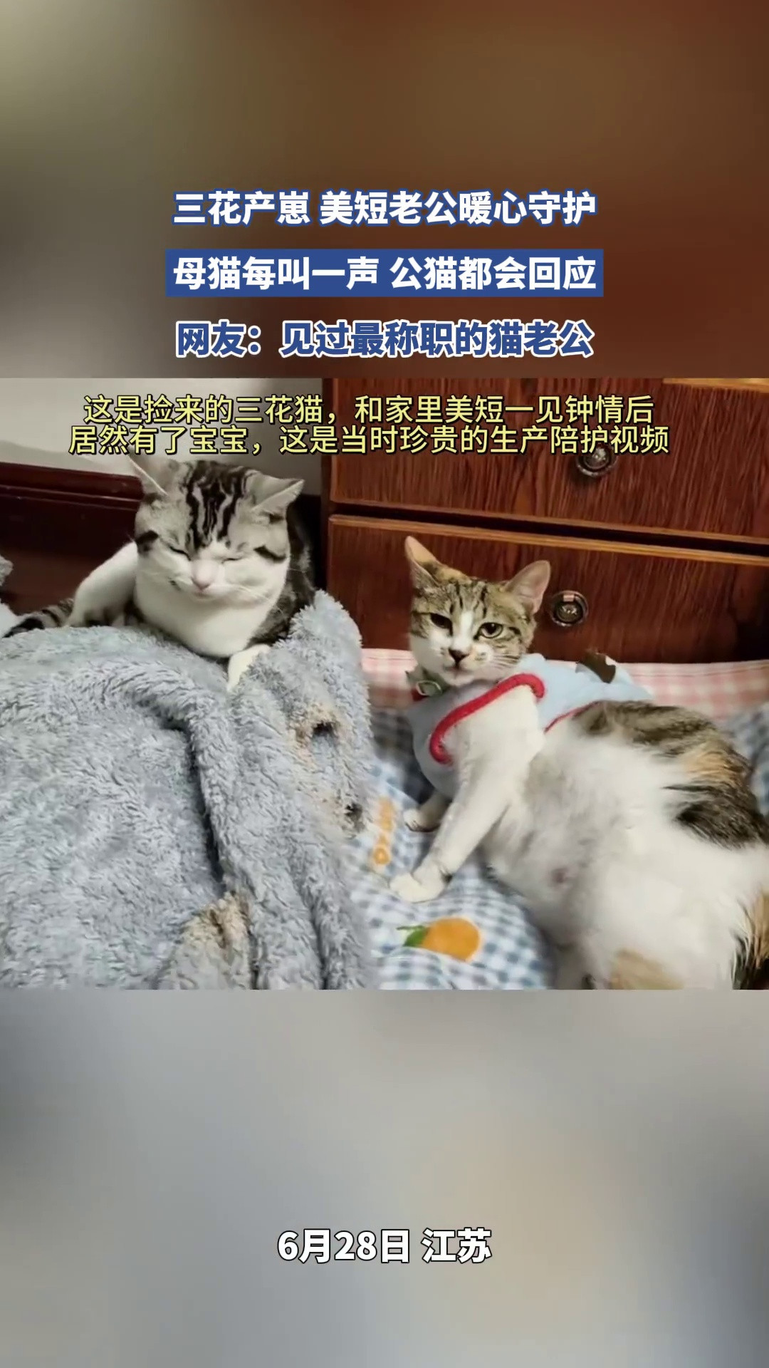 三花产崽美短老公暖心守护，母猫每叫一声公猫都会回应