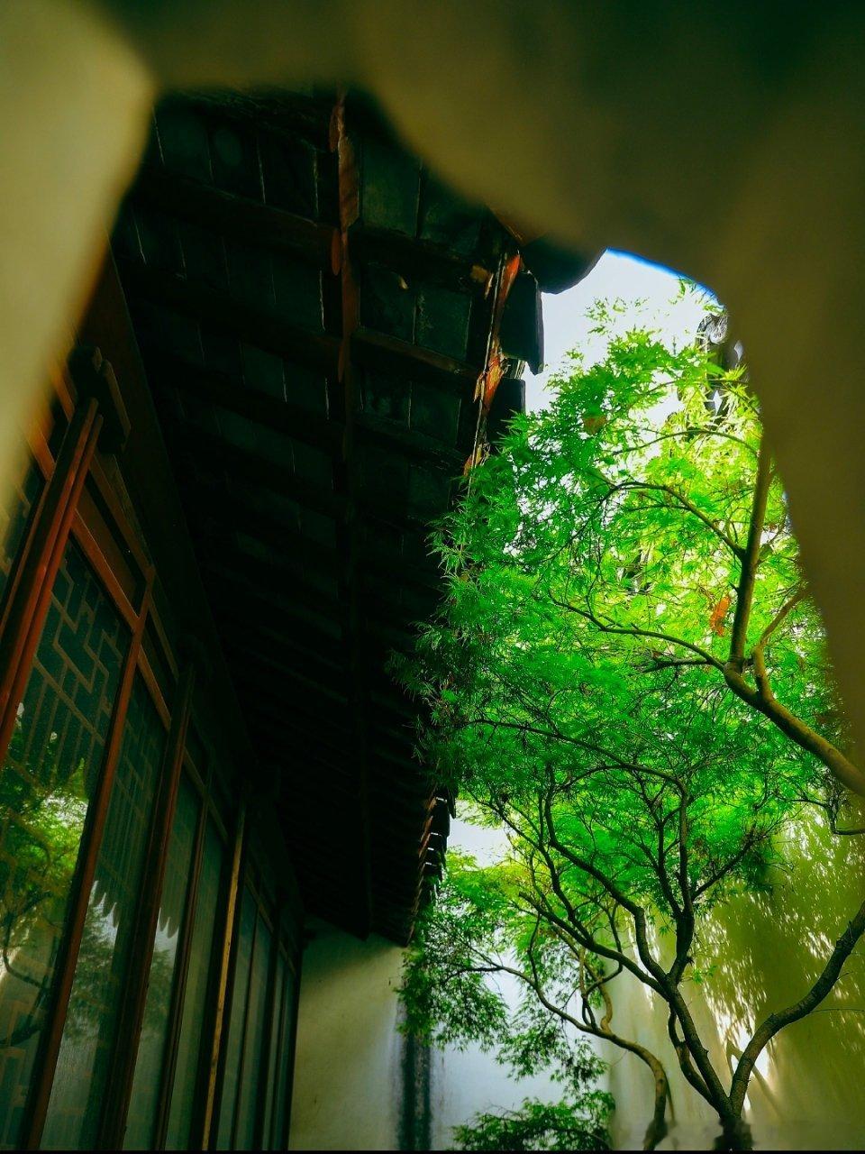 古树🌲旧墙，洞天廊下的女人