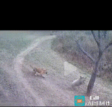 活久见，母猪真的可以上树‼️最后还是应验了那句话：在生存面前，一切都皆有可能