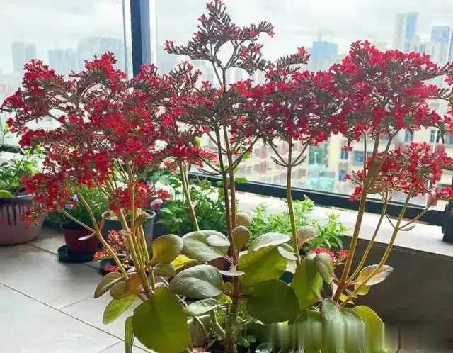 最好养的六种年宵花, 养在客厅“一花成景”, 绝美