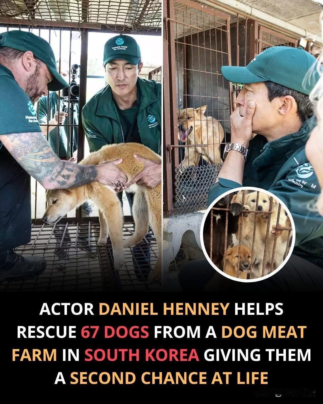 韩国这67只狗狗从地狱中得到新生它们被关在狗肉农场长达40年，铁笼窄得转不