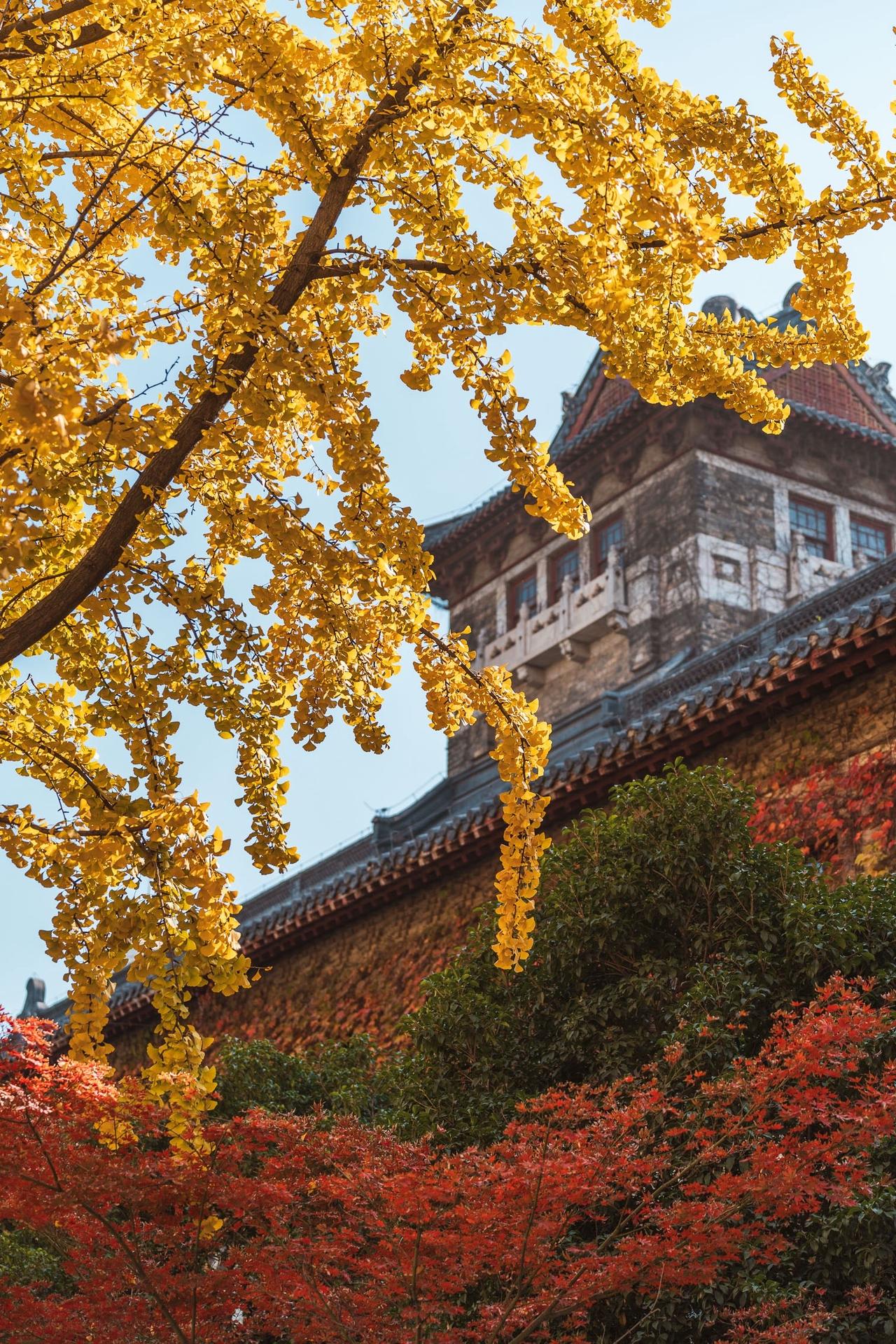 南大的秋天，银杏黄了北平的秋南京大学