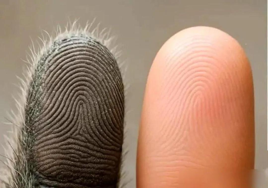 悉尼警察快疯了，大半年了。同一个贼，每次作案都留清晰指纹，可数据库里愣是查无此人