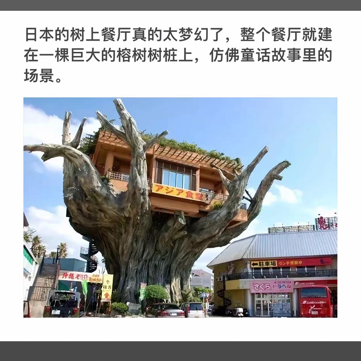 童话般的树上餐厅，梦幻日本之旅！🌳🍽️