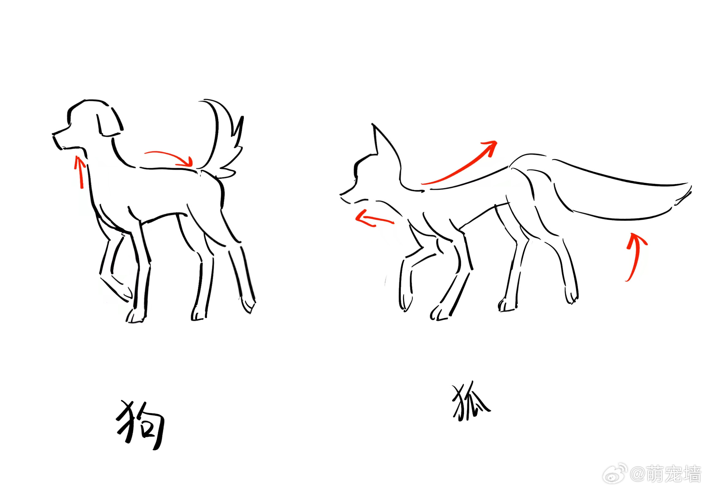 狗和狐狸站姿和走路的区别：
