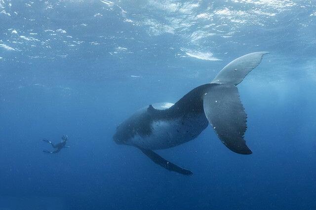 2021年，美国一男子在海底潜水捕捉龙虾时，突然被15米长的座头鲸整个吞下，本以