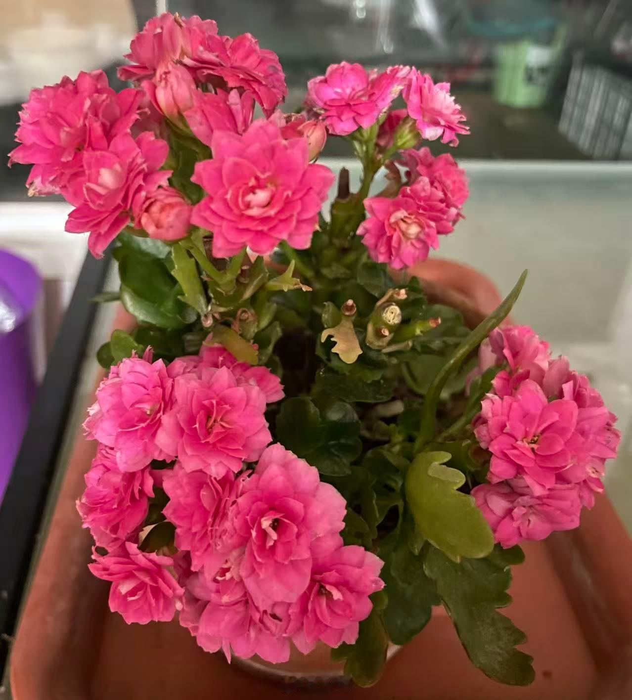 入夏后还在盛开的长寿花。