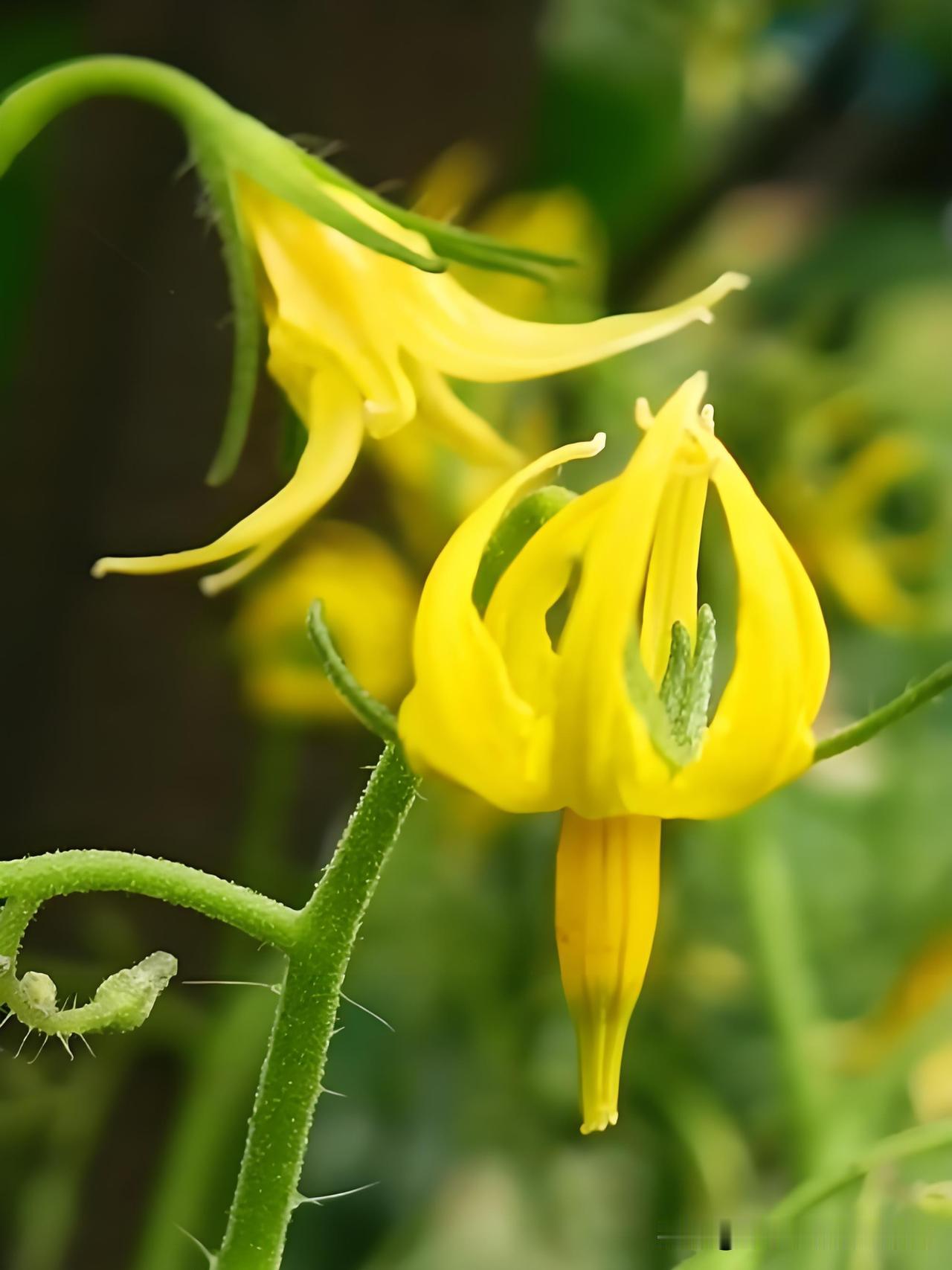 西红柿第一次施错肥，后期落花落果全白费现在正是西红柿开花，或者已经长出小番